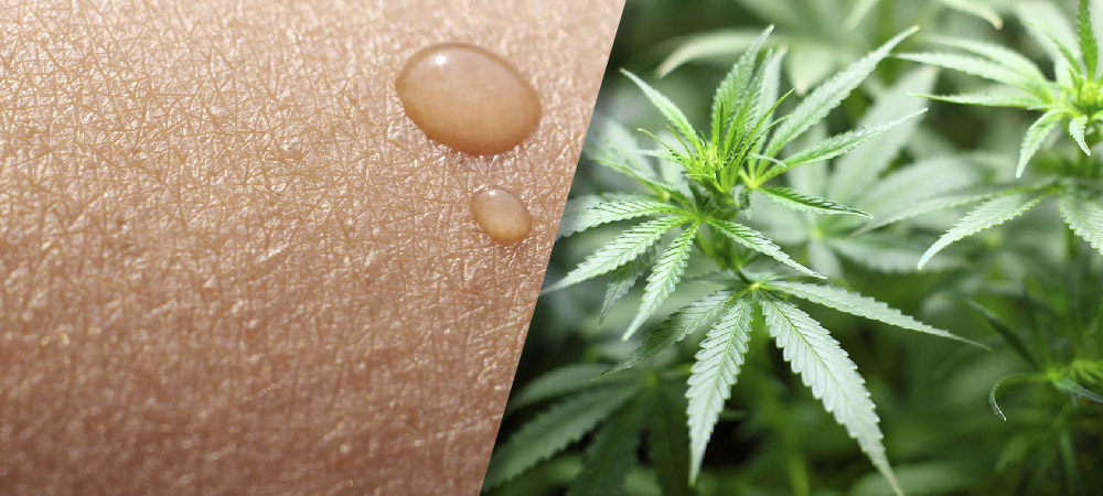 The Therapeutic Potential of Cannabinoids in Dermatology